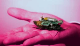 Uzaktan Kontrol Edilebilir Cyborg Hamam Böcekleri: Arama Kurtarma Operasyonlarında Yeni Bir Çözüm