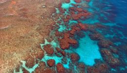 Bilim insanları resifleri ses dalgalarıyla yeniden canlandırmaya çalışıyor