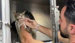 Kulağında tümör olan sokak kedisi, yardım için veterinere gitti